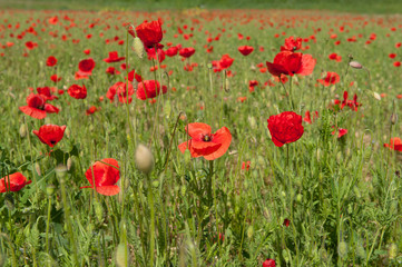 Fototapeta premium campo di papaveri