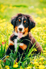 Bernese Mountain Dog (Berner Sennenhund) Puppy