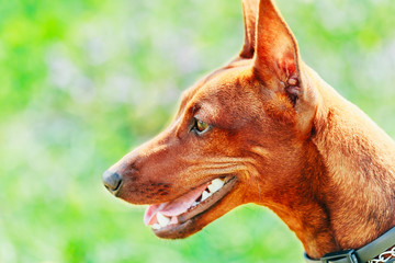 Close Up Brown Dog Miniature Pinscher Head