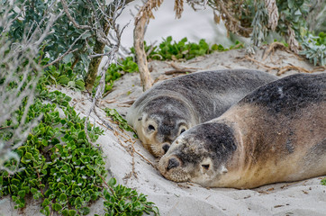 Sea Lion Mum & Pup cuddling