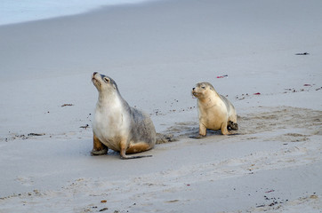 Sea Lion Mum & Pup
