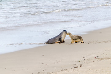 Sea Lion Mum & Pup reunion