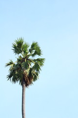 Asian Palmyra palm