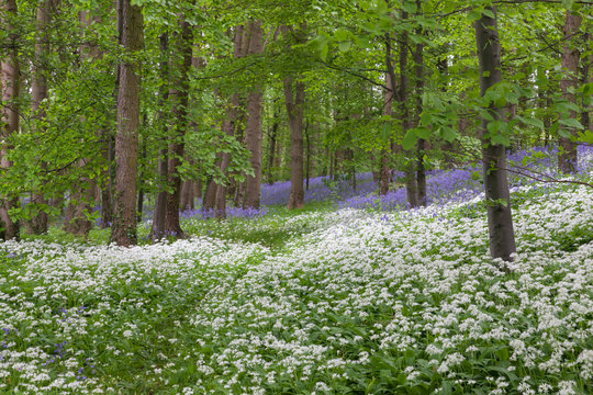 scented wood with wild garlic flowers