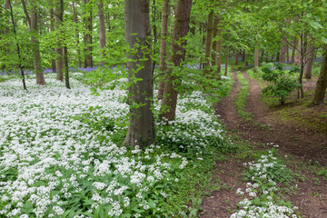Path through scented wood