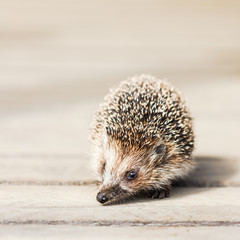 Hedgehog