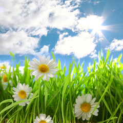 Flowers with grassy field on blue sky and sunshine