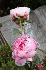 Blumen der Trauer