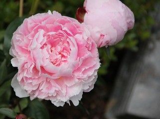 Pfingstrosen vor Grabstein
