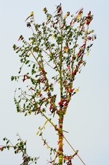 Large may pole tree
