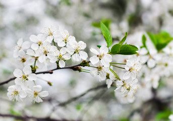 Obraz premium new bud of cherry tree on a blur backgrounds