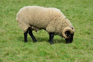 Rare breed sheep in field