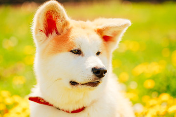 Obraz premium Akita Dog (Akita Inu, Japanese Akita)