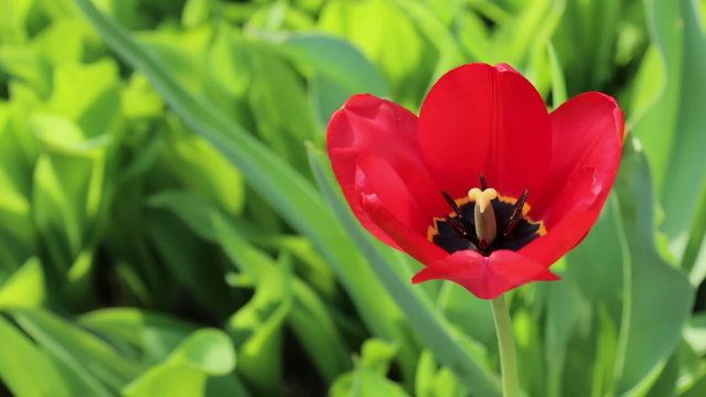 Red tulip flower close up. Tulipa on green grass background