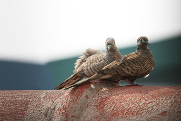 Zebra dove