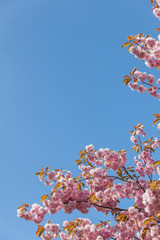 Cherry Blossom on the Stray, Harrogate © sjm3