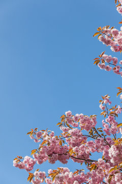 Cherry Blossom on the Stray, Harrogate