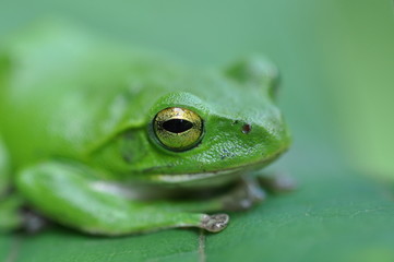 シュレーゲルアオガエル