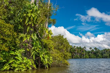Foto op Plexiglas river in the peruvian Amazon jungle at Madre de Dios Peru © snaptitude
