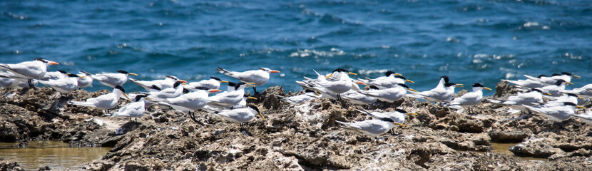 Terns and waves