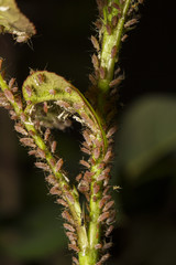 Aphids attacking