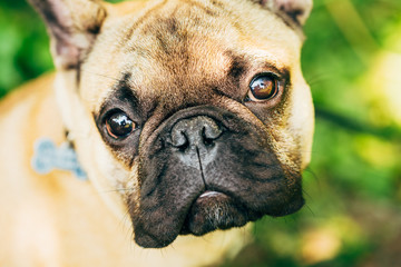 Dog French Bulldog