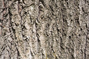 Surface texture of tree bark in the woods