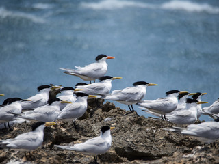 Terns and waves
