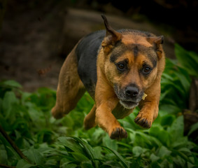 Dog bolting