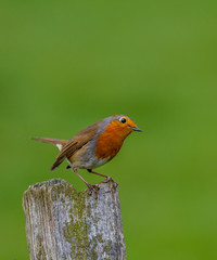 Robin staring