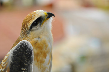 hawk