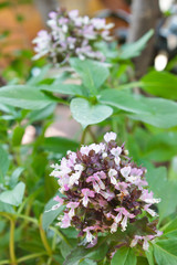 The fresh organic sweet basil bunch.