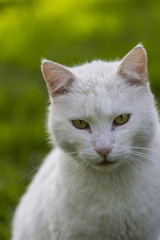 white cat portrait