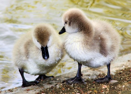 45 Best Bebe Cygne Images Stock Photos Vectors Adobe Stock 45 Best Bebe Cygne Images Stock Photos Vectors Adobe Stock