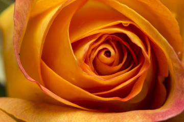 Fototapeta na wymiar Orange Rose closeup