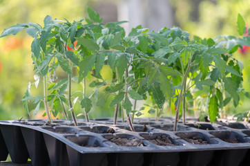 Tomato seedings in the spesial cells