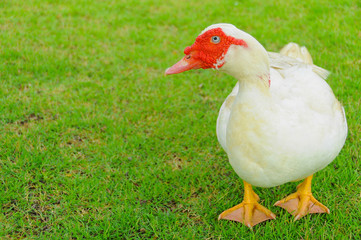 white duck