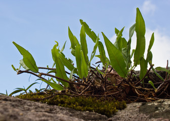 green fern and blue sky as a background