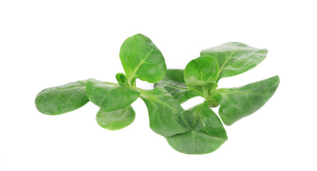 Close up of green fresh basil.