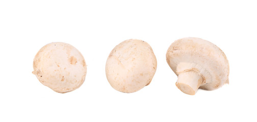 White mushrooms in row close up.