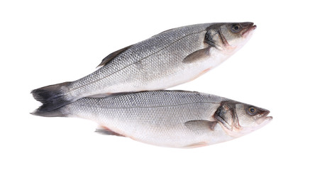 Close up of two fresh seabass fish.