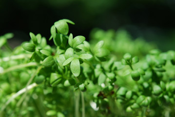 Garden cress closeup