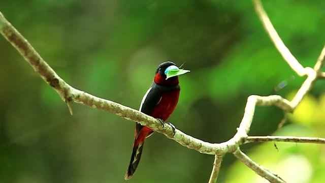 Black-and-red Broadbill(Cybirhynchus macrohynchus) with leaf