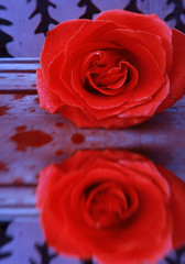 Red Rose on Wooden Background