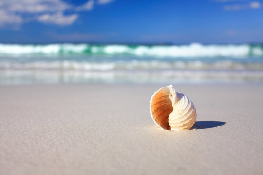 Beautiful Tropical Shell On The Beach Vacation