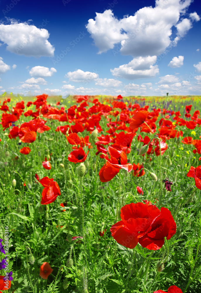 Canvas Prints poppies blooming in the wild meadow