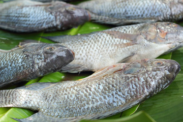 Fresh fish in the market.