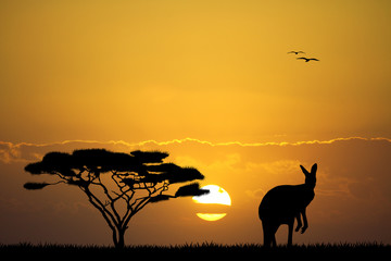 Fototapeta na wymiar kangaroo in Australian landscape