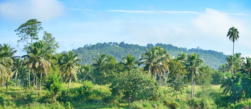 Fototapeta Equatorial forest near the river.