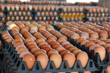 Fresh eggs from farm